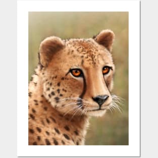 Cheetah Posters and Art